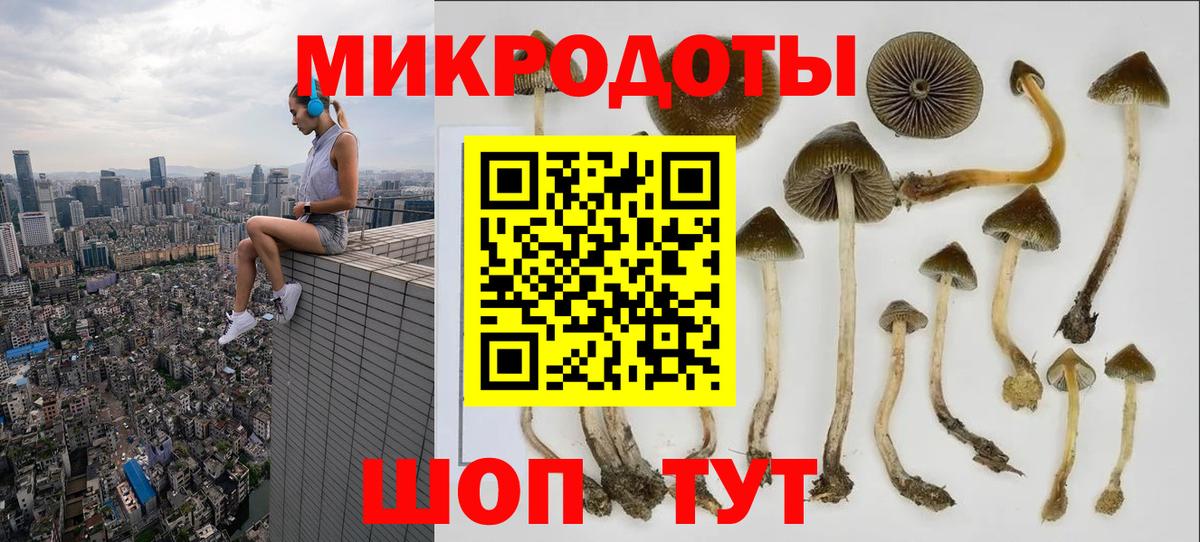 Псилоцибиновые грибы Psilocybe Скопин